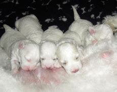 10 day old bichon frise pups