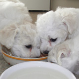 Bichon Puppys 2 Weeks Old