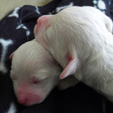 two day old bichons