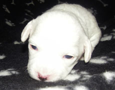 10 day old bichon frise pups