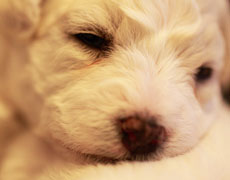 holding bichon puppy