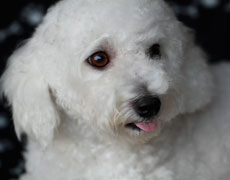 10 day old bichon frise pups