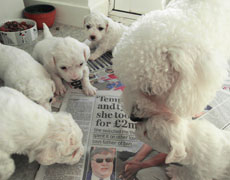 holding bichon puppy