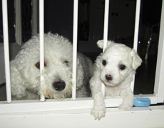 holding bichon puppy