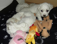 10 day old bichon frise pups