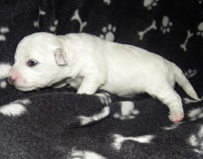 holding bichon puppy